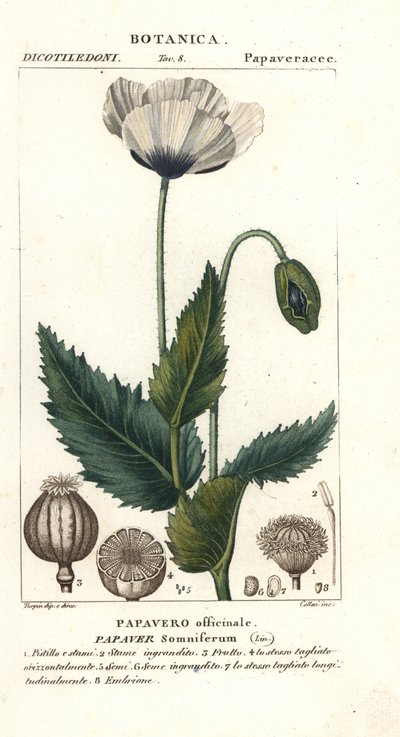 Adormidera, Papaver somniferum, Papavero officinale de Stanghi Stanghi