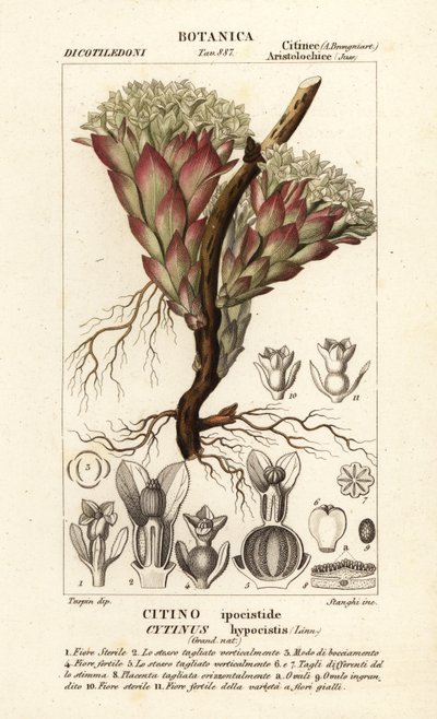 Planta parásita, Cytinus hypocistis de Stanghi Stanghi