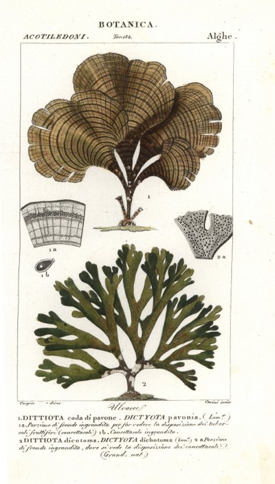 Cola de pavo real, Padina pavonica 1, y Dictyota dichotoma 2 de Stanghi Stanghi