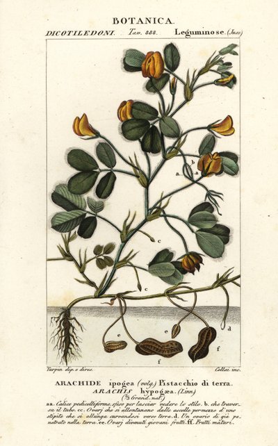 Cacahuete o maní, Arachis hypogaea de Stanghi Stanghi