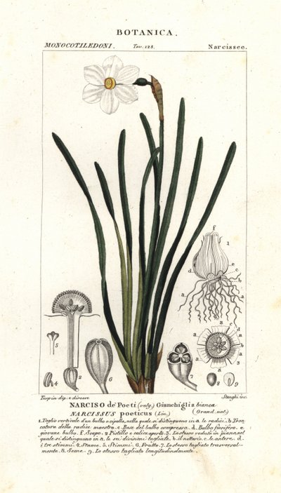 Narciso de poeta, Narcissus poeticus de Stanghi Stanghi