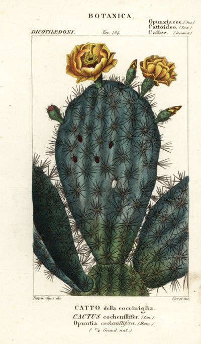 Higo chumbo, Nopalea cochenillifera de Stanghi Stanghi
