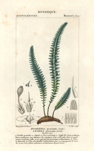 Musgo de la pluma o falso helecho, Cyathophorum bulbosum de Stanghi Stanghi