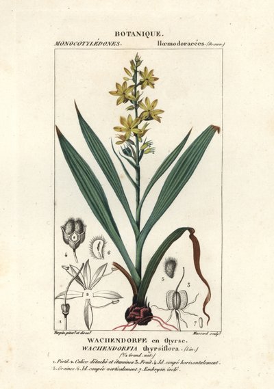 Raíz roja, Wachendorfia thyrsiflora de Stanghi Stanghi
