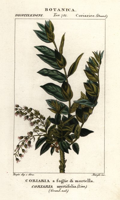 Árbol de Redoul, Coriaria myrtifolia de Stanghi Stanghi