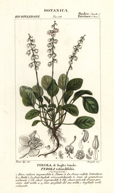 Gaulteria de hoja redonda, Pyrola rotundifolia de Stanghi Stanghi
