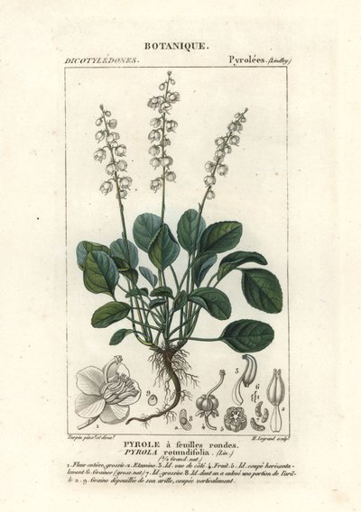 Gaulteria de hoja redonda, Pyrola rotundifolia de Stanghi Stanghi