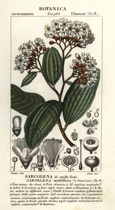 Sarcolaena multiflora de Stanghi Stanghi