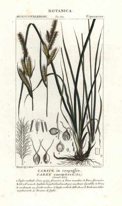Junco, Carex caespitosa de Stanghi Stanghi