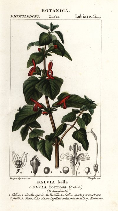 Salvia de hojas brillantes, Salvia formosa de Stanghi Stanghi