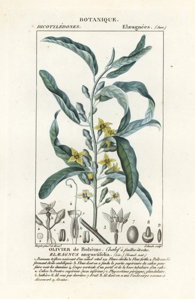 Baya de plata u oleaster, Elaeagnus angustifolia de Stanghi Stanghi
