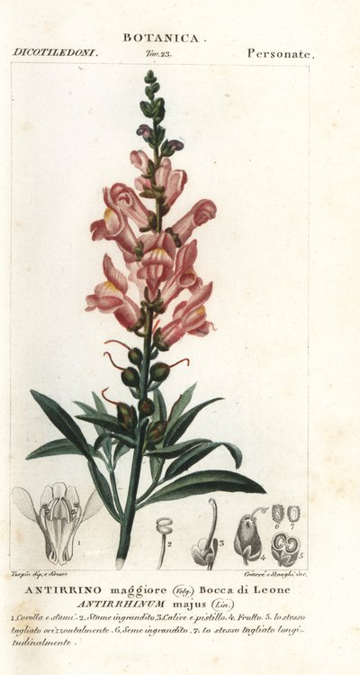 Dragón, Antirrhinum majus de Stanghi Stanghi