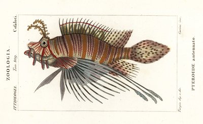 Pez león, Pterois antennata de Stanghi Stanghi