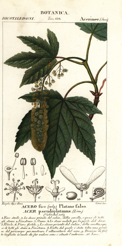 Arce sicómoro o arce planetario, Acer pseudoplatanus de Stanghi Stanghi