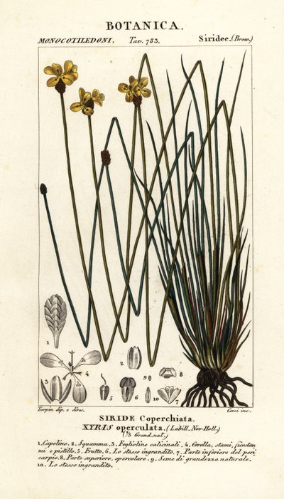 Ojo amarillo alto, Xyris operculata de Stanghi Stanghi