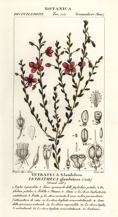 Tetratheca glandulosa de Stanghi Stanghi