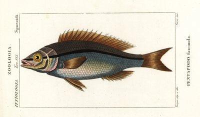 Sargo, Pentapodus fasciuola de Stanghi Stanghi