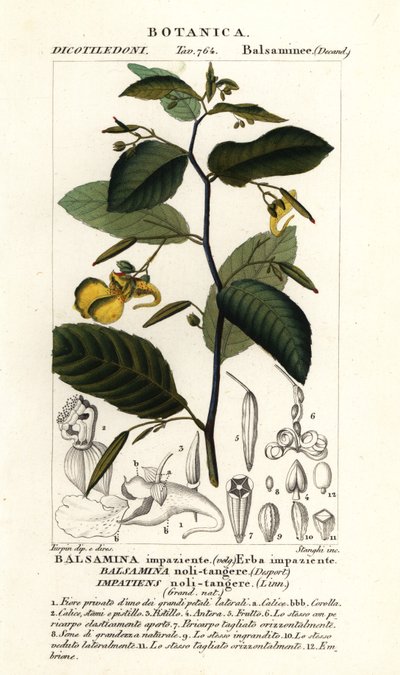 Bálsamo de no tocar, Impatiens noli-tangere de Stanghi Stanghi