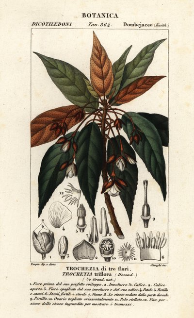 Trochetia triflora de Stanghi Stanghi