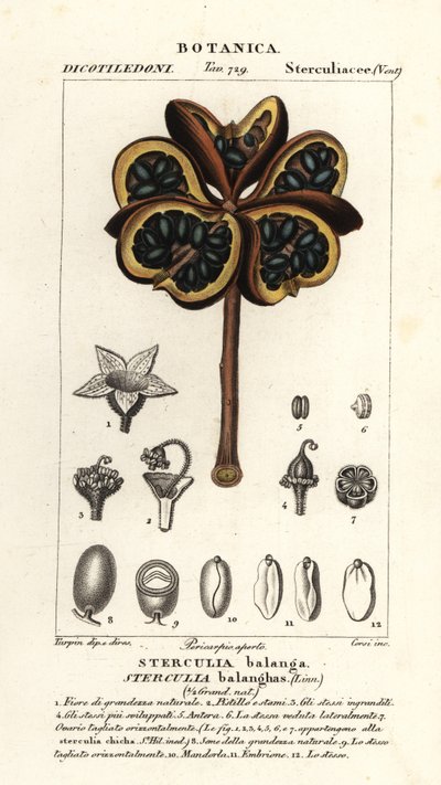 Castaño tropical o nawa, Sterculia balanghas de Stanghi Stanghi