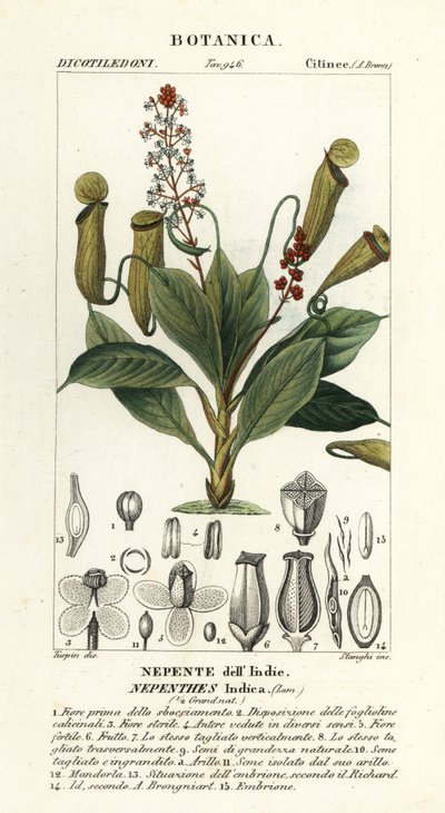 Planta de jarra tropical, Nepenthes distillatoria de Stanghi Stanghi