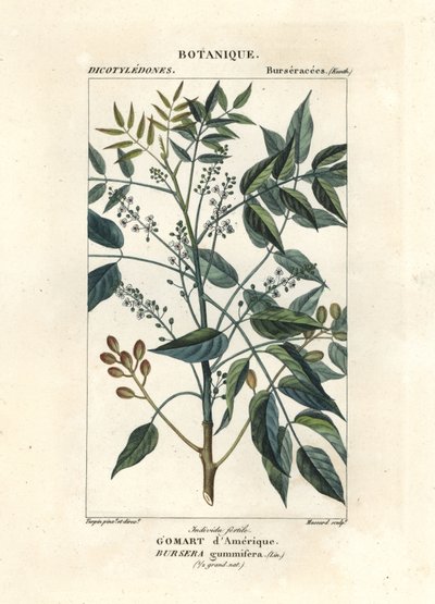 Árbol de la trementina, Bursera simaruba de Stanghi Stanghi
