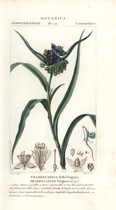Araña de Virginia, Tradescantia virginiana de Stanghi Stanghi