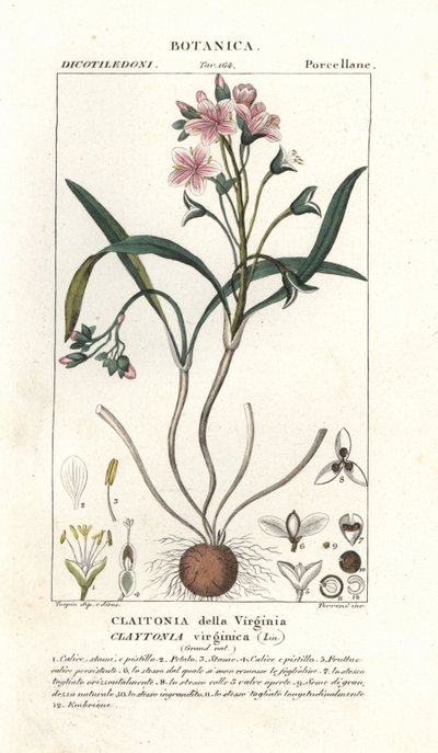 Springbeauty de Virginia, Claytonia virginica de Stanghi Stanghi