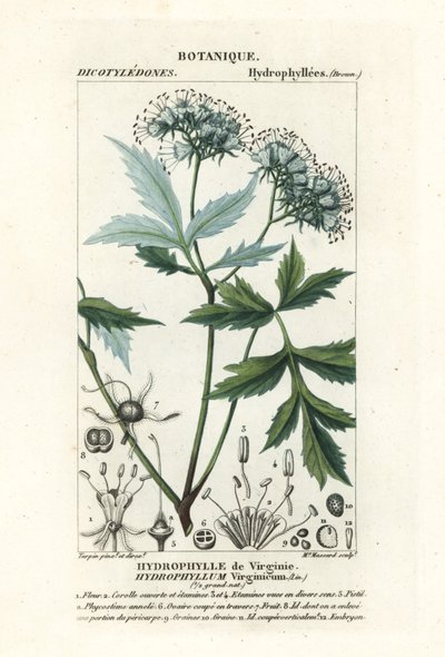 Hoja de agua de Virginia, Hydrophyllum virginianum de Stanghi Stanghi
