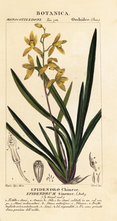 Orquídea Wan dai-fu, Cymbidium sinense de Stanghi Stanghi
