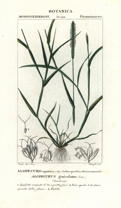 Cola de zorro de agua, Alopecurus geniculatus de Stanghi Stanghi