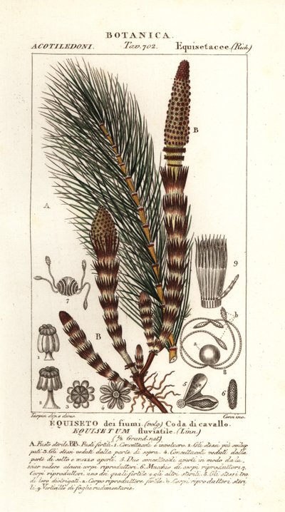 Cola de caballo de agua, Equisetum fluviatile de Stanghi Stanghi