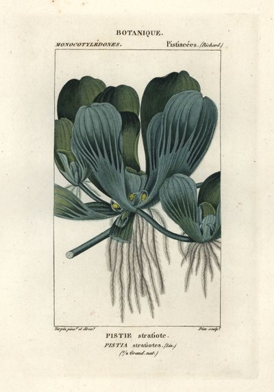 Lechuga de agua o col del Nilo, Pistia stratiotes de Stanghi Stanghi