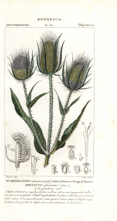 Cardenillo silvestre o cardenillo de Fuller, Dipsacus fullonum de Stanghi Stanghi