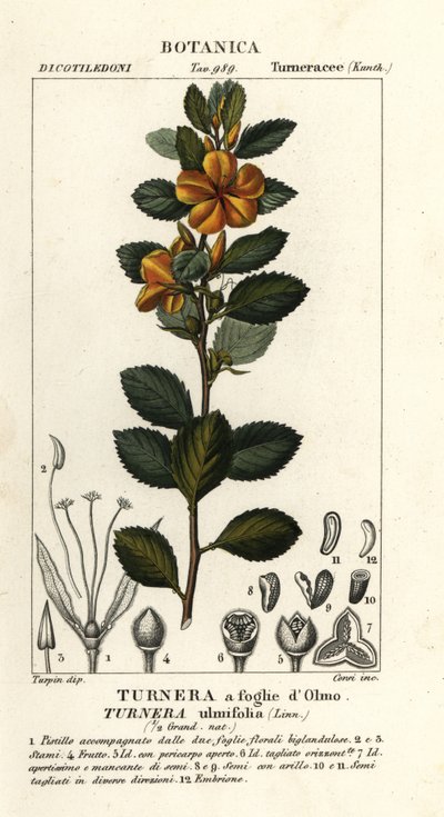Aliso amarillo, Turnera ulmifolia de Stanghi Stanghi