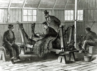 Tomando virus del ternero, ilustración de 