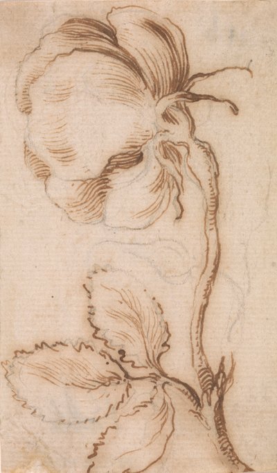 Un estudio de rosas y rosas de Stefano della Bella