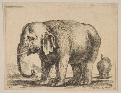 Placa 10: elefante, de Diversos animales, ca. 1641 de Stefano della Bella