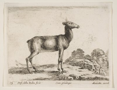 Placa 15: cierva, de Diversos animales Diversi animali, ca. 1641 de Stefano della Bella