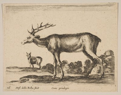 Ciervo, de Diversos animales de Stefano della Bella
