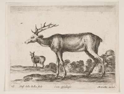 Placa 16: ciervo, de Diversos animales Diversi animali, ca. 1641 de Stefano della Bella