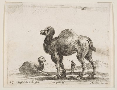Placa 17: camellos, de Diversos animales Diversi animali, ca. 1641 de Stefano della Bella