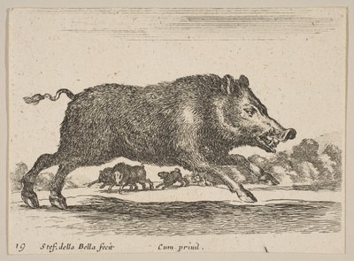 Placa 19: jabalí, de Diversos animales de Stefano della Bella