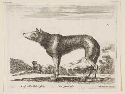 Placa 20: lobo, de Diversos animales, ca. 1641 de Stefano della Bella