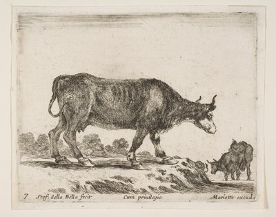 Placa 7: buey, de Varios animales Diversi animali de Stefano della Bella