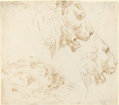 Estudios de una cabeza de león de Stefano della Bella