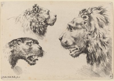 Tres cabezas de león, probablemente 1649 de Stefano della Bella
