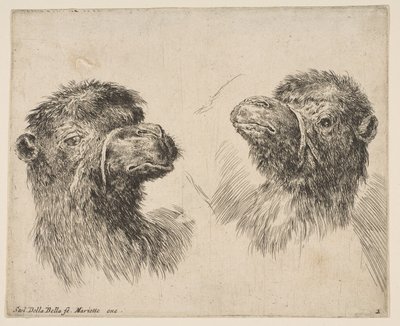 Dos Cabezas de Camello, ca. 1641 de Stefano della Bella