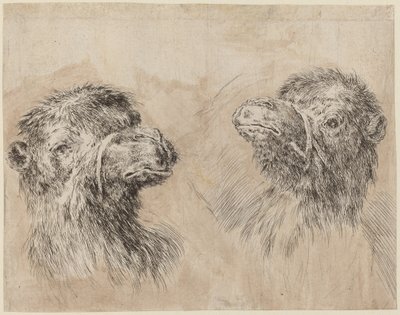 Dos cabezas de camello [recto], probablemente 1649 de Stefano della Bella