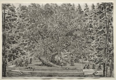 Vistas de la Villa de Pratolino: El Árbol Habitado de Stefano della Bella